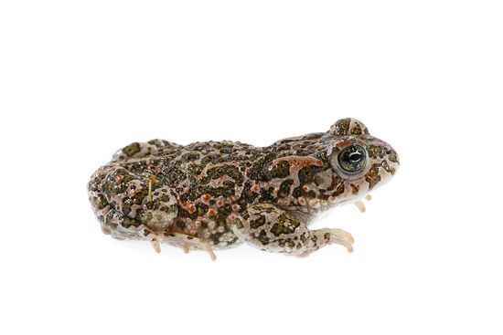 <i>Bufotes balearicus.</i> Balearicus green toad.