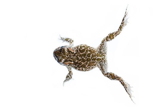 <i>Bufotes balearicus.</i> Balearicus green toad.