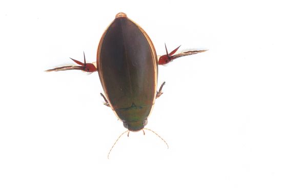 <i>Cybister lateralimarginalis.</i> Water beetle.