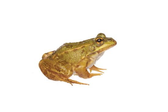 <i>Pelophylax perezi.</i> Perez's frog. Iberian green frog.