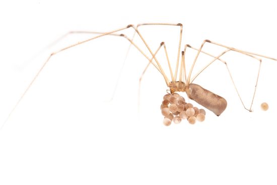 <i>Pholcus phalangioides.</i> Araña de patas largas. 