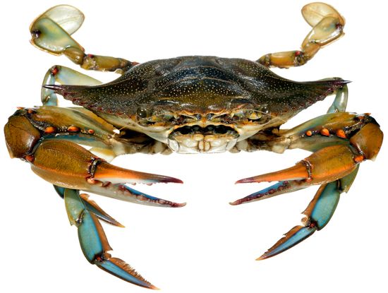 <i>Callinectes sapidus. </i> Blue crab. 