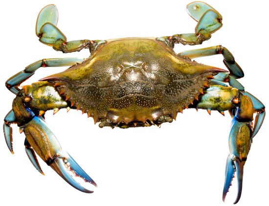 <i>Callinectes sapidus. </i> Blue crab. 
