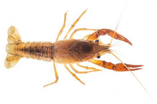 <i> Procambarus clarkii.</i> Red swamp crawfish.