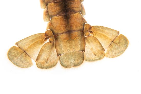 <i> Procambarus clarkii.</i> Cranc de riu americà. 