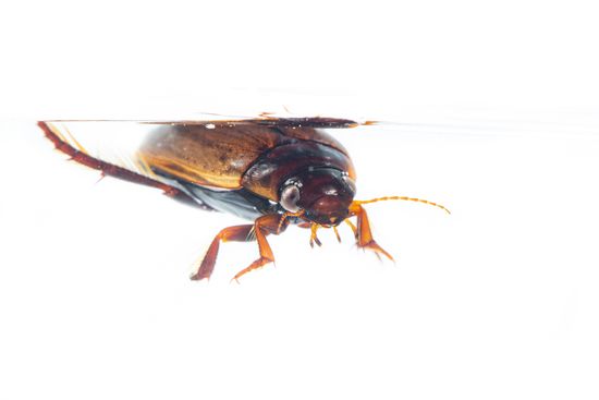<i>Cybister lateralimarginalis.</i> Water beetle.