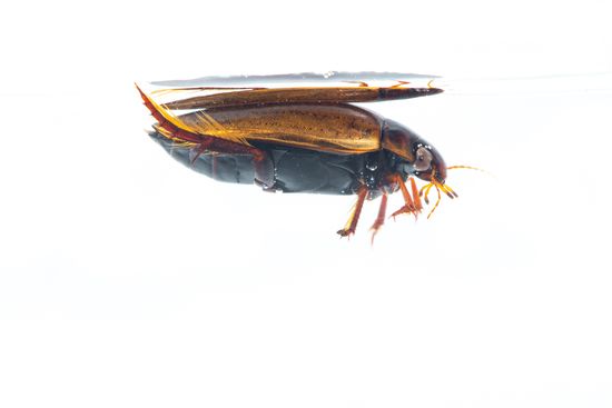 <i>Cybister lateralimarginalis.</i> Escarabajo de agua dulce.