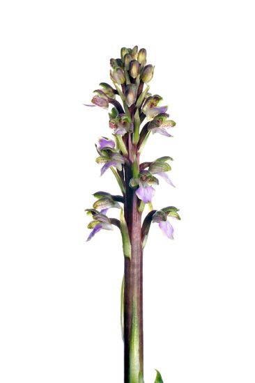 <i>Himantoglossum robertianum </i>(hipocromática). 