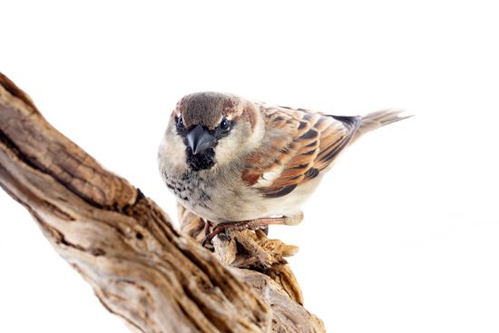 <i>Passer domesticus.</i> House sparrow.