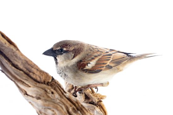 <i>Passer domesticus.</i> House sparrow.