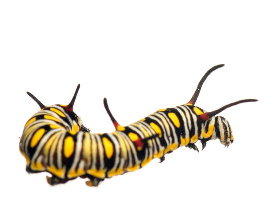 <i> Danaus chrysippus. </i> Tiger butterfly caterpillar.
