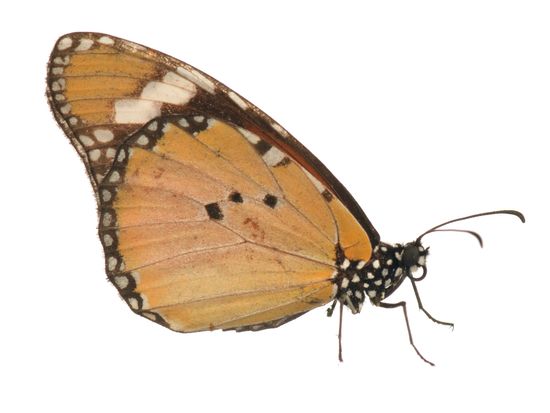<i> Danaus chrysippus. </i> Tiger butterfly caterpillar (female).