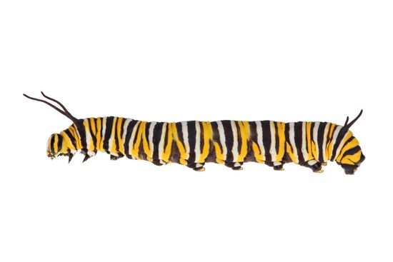 <i> Danaus plexippus. </i> Tiger butterfly caterpillar.