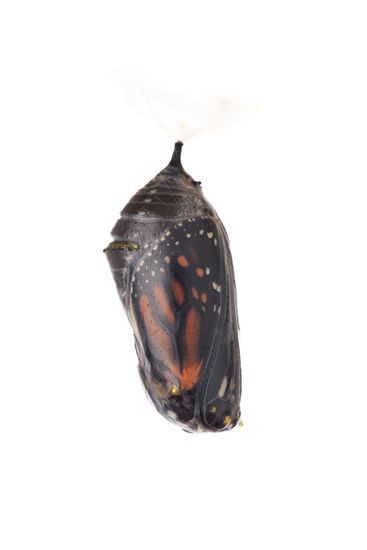 <i>Danaus plexippus</i> Monarch butterfly chrysalis.