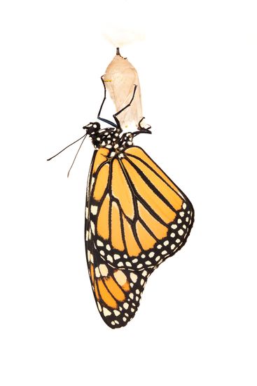 <i>Danaus plexippus</i> Monarch butterfly (Female)