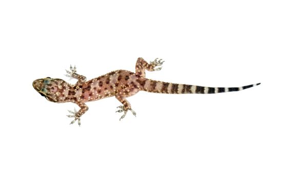 <i>Hemidactylus turcicus. </i> Dragonet. 