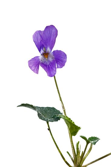 <i>Viola jaubertiana. </i>