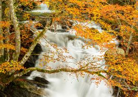 Hayas de otoño. Pirineo francés