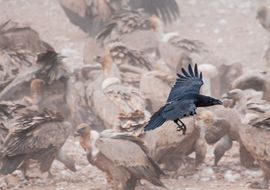 Cuervo (Corvus corax)