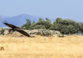 The flight of the black vulture (Aegypius monachus). Sierras de Béjar y Francia Biosphere Reserve 