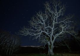 Oak tree and celestial equator. Sierra de Béjar
