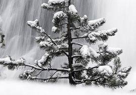 Coniferus tree and waterfall 
