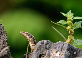 Madeiran wall lizard (Teira dugesii)