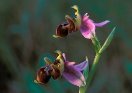 Abejera becada (Ophrys scolapax) 