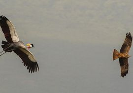 Grulla coronada (Balearica regulorum) y Milano negro (Milvus migrans). Tanzania