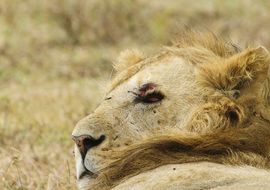 La vida es dura ahí afuera. León (Panthera leo). Tanzania