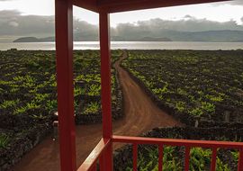 Viñedos. Areia Larga. Isla de Pico