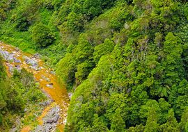 Selva atlántica. Isla de Sao Miguel