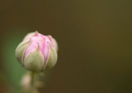Zarzamora (Rubus ulmifolius) 