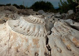 Ammonites fossil. Serra de Vandellós