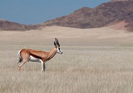 Springbok (Antidorcas marsupialis). Namibia