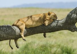El descanso de la leona (Panthera leo). Tanzania