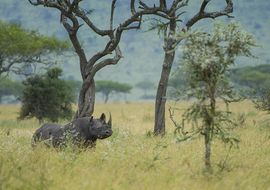 Rinoceronte negro (Diceros bicornis). Serengeti. Tanzania 
