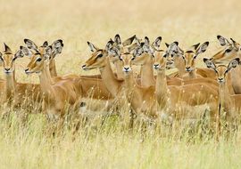 Harén de impalas (Aepyceros melampus). Tanzania