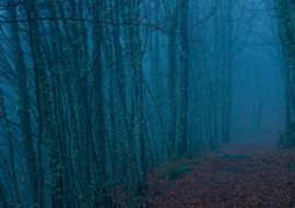 Chestnuts in the fog. Sierras de Béjar y Francia Biosphere Reserve 