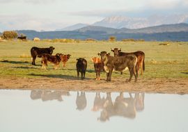 Cows at dawm. Sierras de Béjar y Francia Biosphere Reserve 