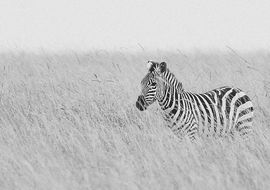 Zebra (Equus quagga) in the savannah