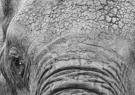 African bush elephant (Loxodonta africana)