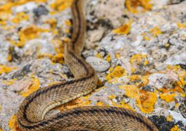 Ladder snake (Rhinechis scalaris)