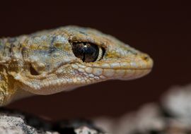 La mirada astuta. Salamanquesa común (Tarentola mauritanica)