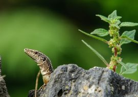 Madeira lizard (Teira dugesii)