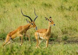 Impalas (Aepyceros melampus) en celo