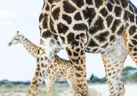 Giraffa cameopardalis giraffa. Etosha National Park