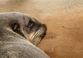 Cape fur seal (Arctocephalus pusillus pusillus) 