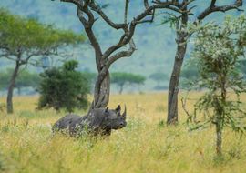 Black rhinoceros (Diceros bicornis) 