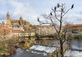 Cormorants and Salamanca's Cathedral
